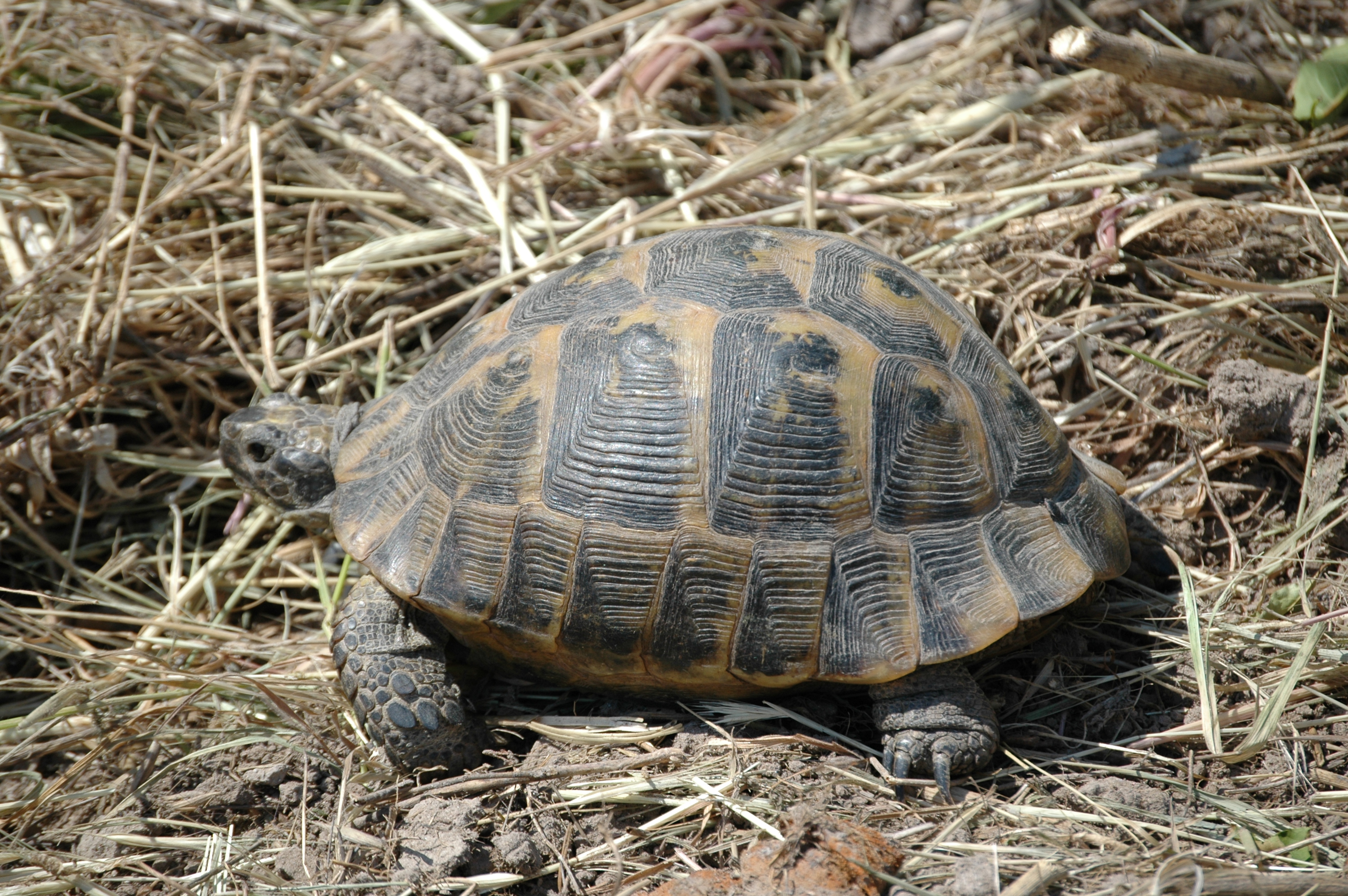 photos/wildlife/Reptile_Species/Lesvos 2006 0177.JPG
